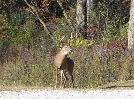Eight Point White-tail Buck along Green Bay Trail